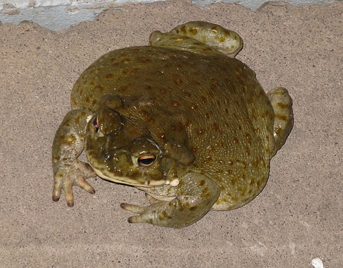 Colorado_River_Toad
