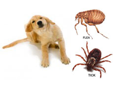FLEA-AND-TICK-DOG1