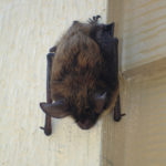 bat_close_up_2