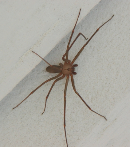 brown_recluse