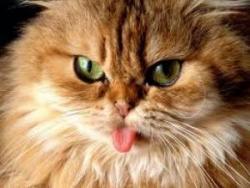 cat_with_tongue