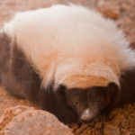 desert_skunk