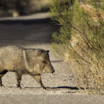 javelina