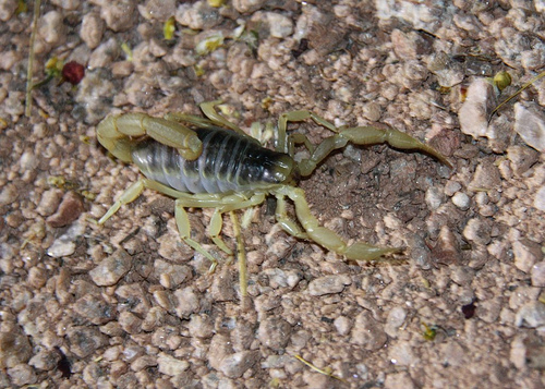 scorpion_on_rock
