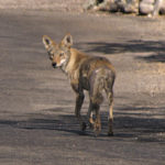 sick_coyote