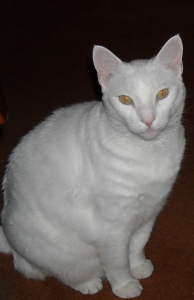 Sammy-eyes