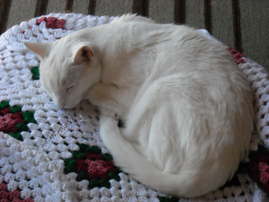 sammy-sleeping