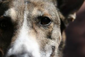 Molly